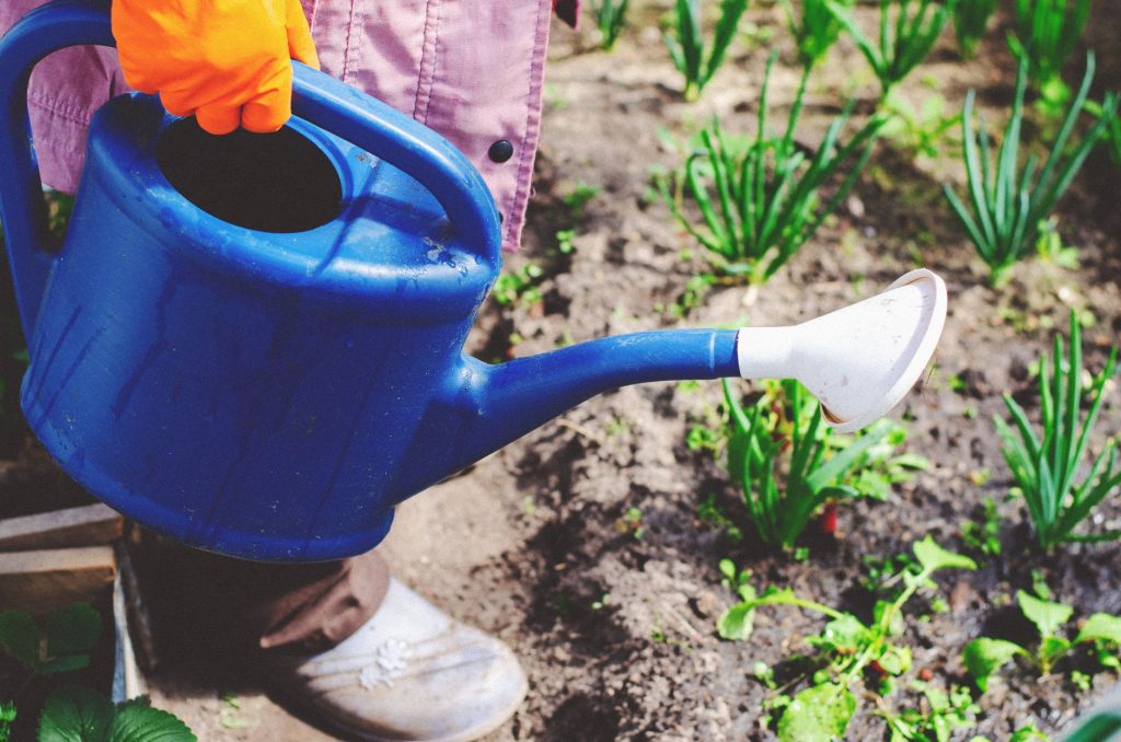 Arrosage d'un potager avec un arrosoir en plastique bleu
