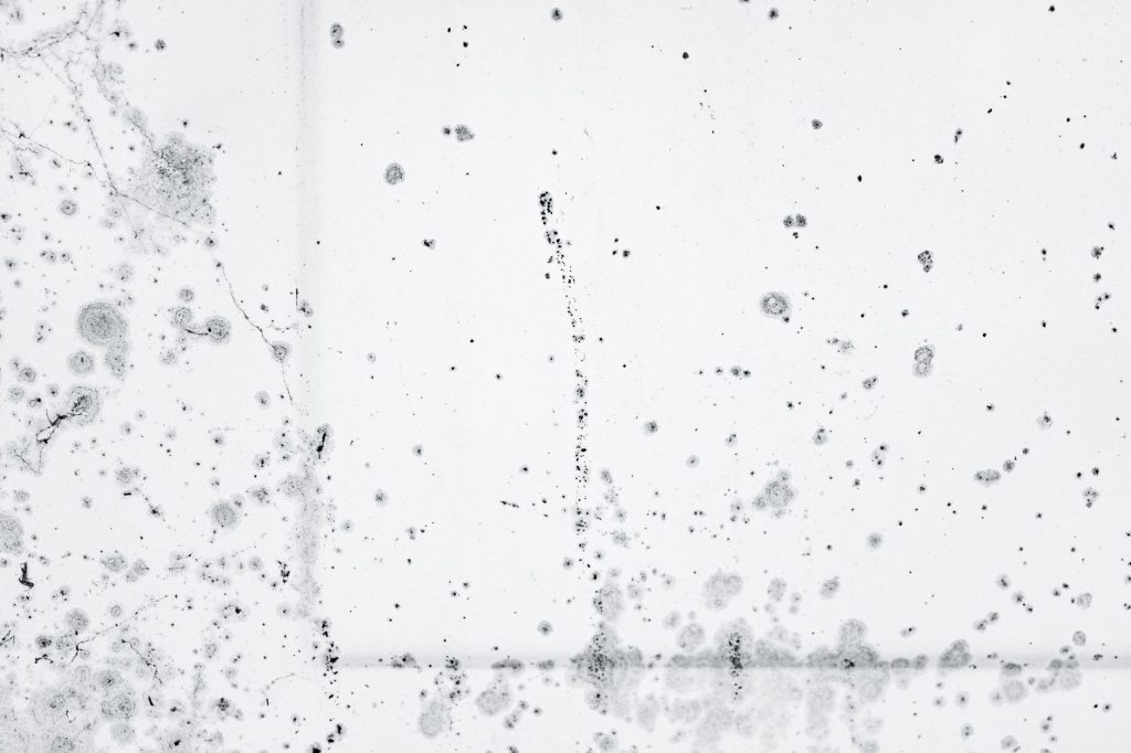 Taches de moisissure noire sur un mur blanc
