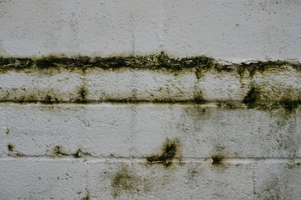 Mur marqué par une bande d'humidité et de moisissures en partie basse