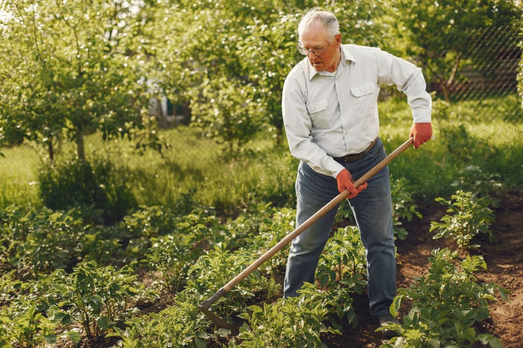 Jardinier binant les rangs d'un potager avec une binette à long manche