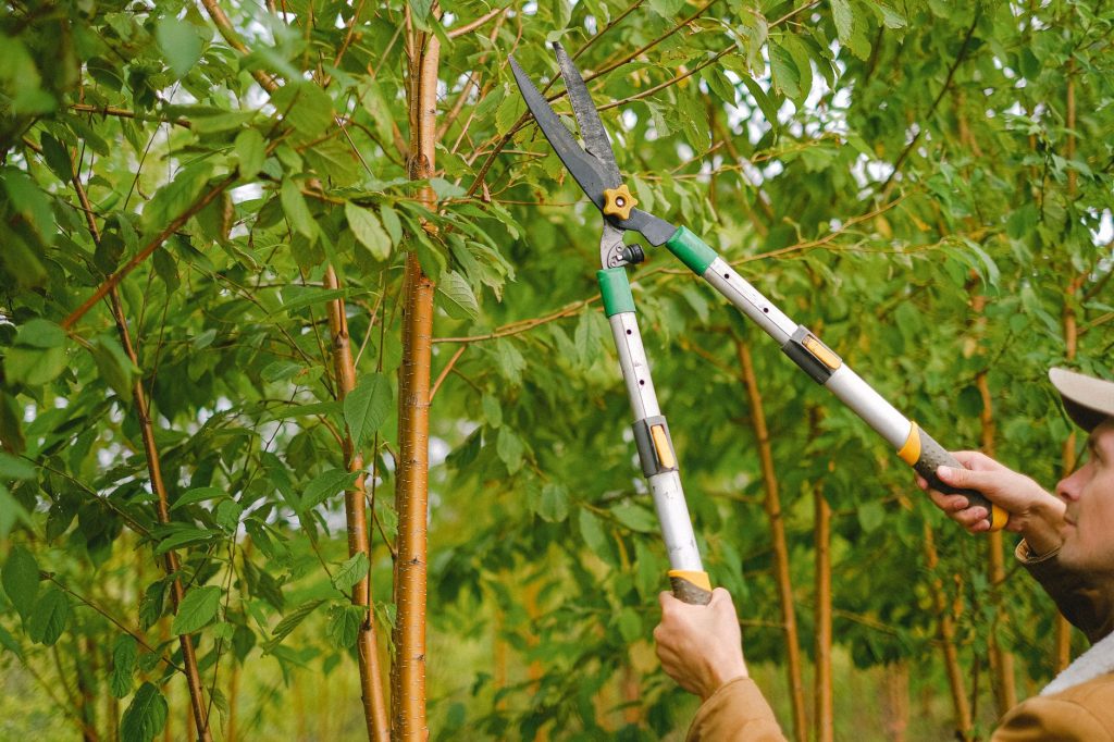 Jardinier coupant une branche avec un coupe-branches à longs manches