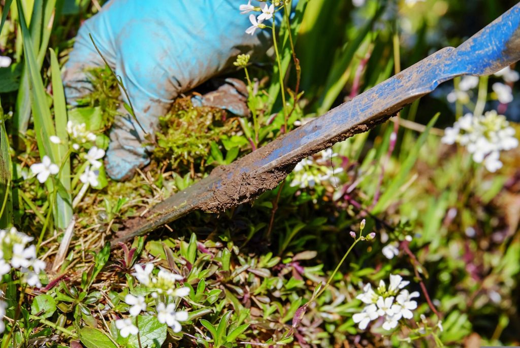 Main gantée utilisant un couteau désherbeur pour extraire une herbe entre des plantes fleuries