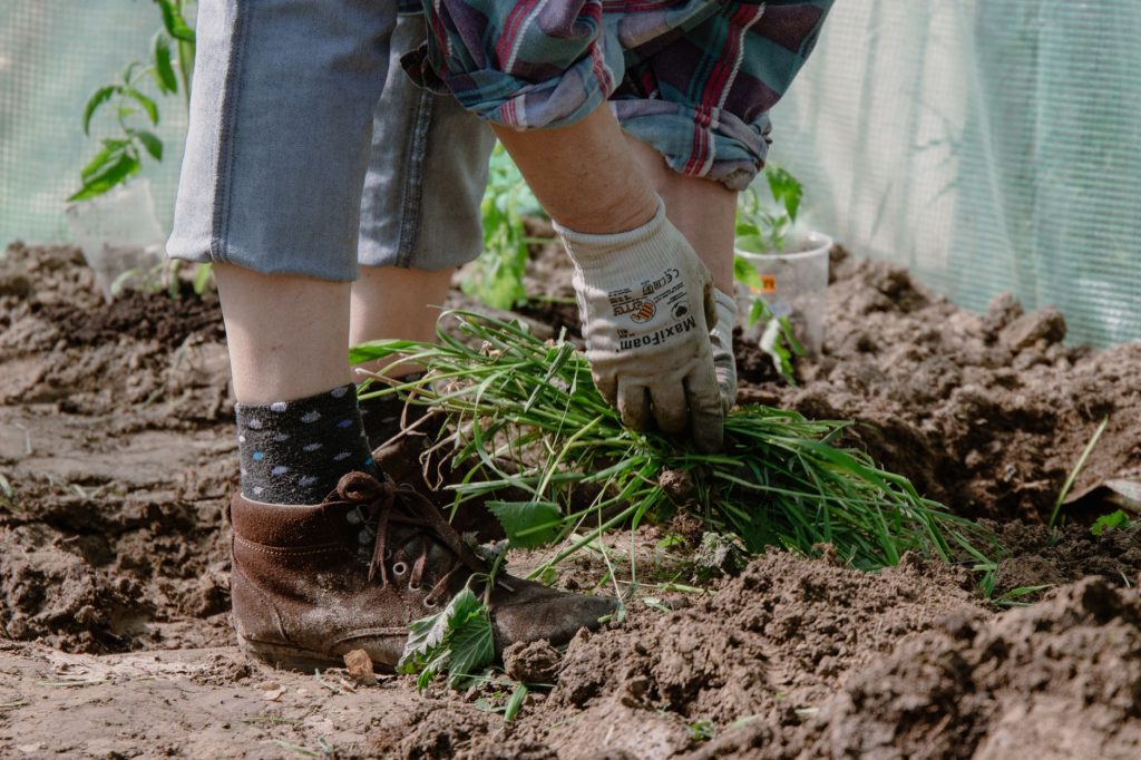 Mains gantées arrachant une touffe de mauvaises herbes dans la terre d'un potager