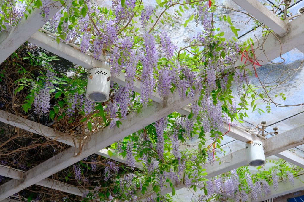Glycine en fleurs couvrant les poutres blanches d'une pergola