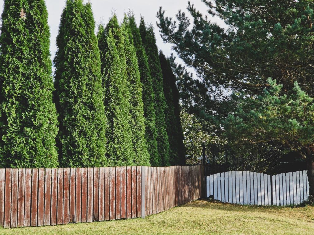 Alignement de thuyas plantés derrière une clôture en bois à l'angle d'un jardin