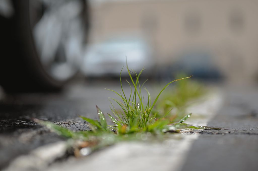 Touffe d'herbe poussant dans une fissure entre la chaussée et le bord d'un trottoir