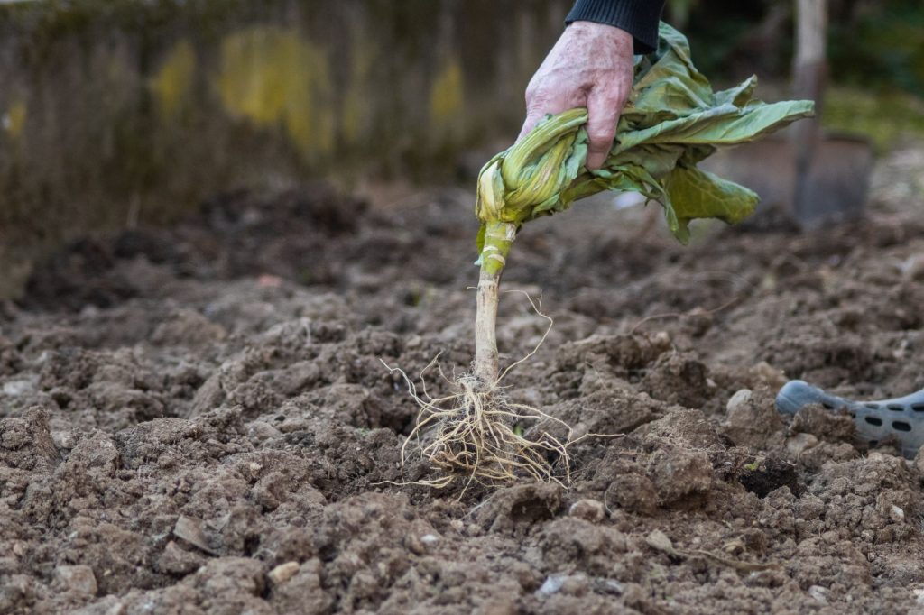 Mauvaise herbe arrachée avec sa racine au-dessus d'une terre fraîchement travaillée