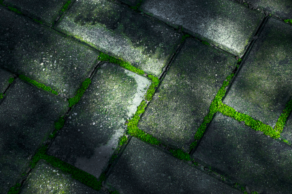 Pavés de béton sombres dont les joints sont colonisés par une mousse verte