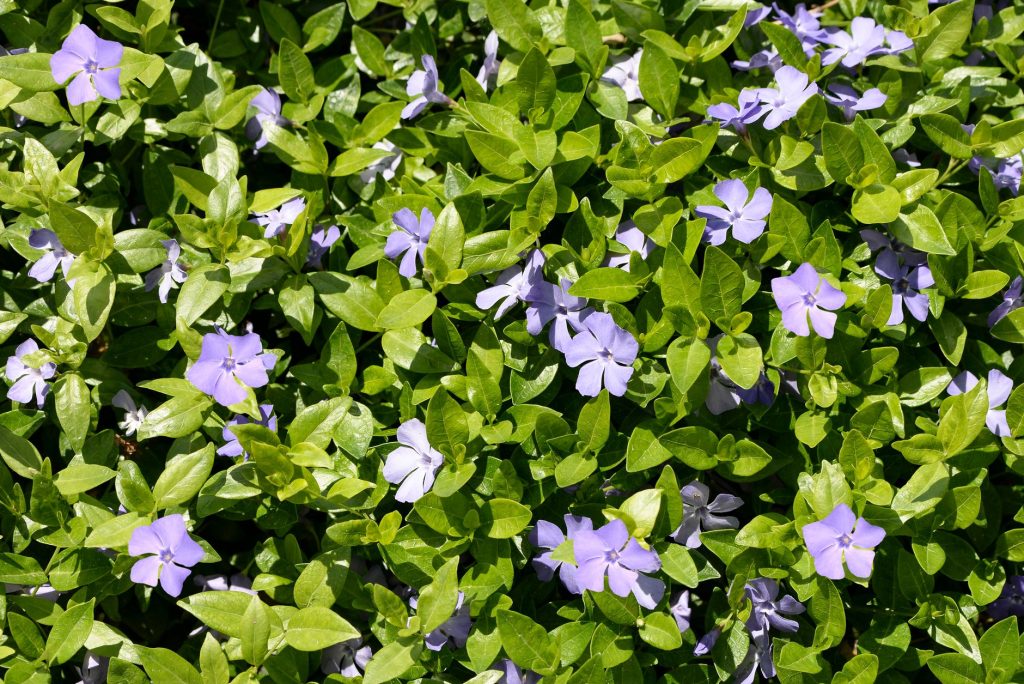 Tapis de pervenches aux fleurs mauves couvrant entièrement le sol