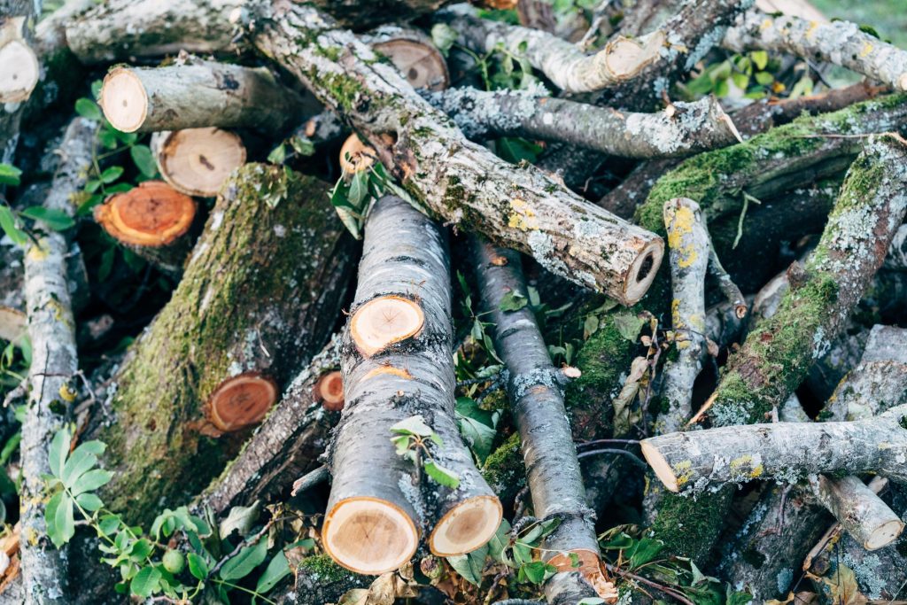 Tas de branches et de bûches fraîchement coupées après une taille